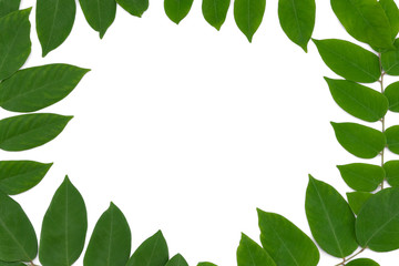 Green leaves background with copy space in the center isolated on white background