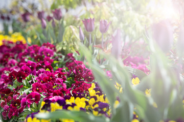 Obraz premium Beautiful pink tulips,Spring flowers