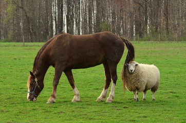 Obraz premium Friendly Brown Horse and sheep