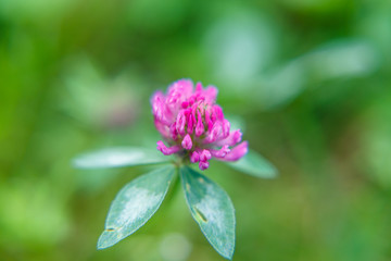 Obraz premium clover flower