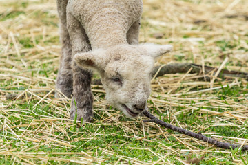 Naklejka premium Baby Lamb