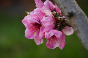 Macro shot of blooming in spring flowers of peach tree