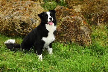  Border Collie dog
