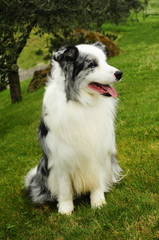  Border Collie dog