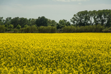 Fototapeta premium Field of blooming Canola in Empuriabrava, Catalonia