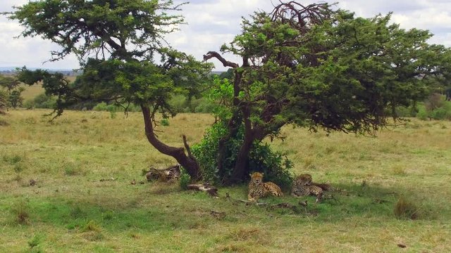 cheetahs lying under tree in savanna at africa