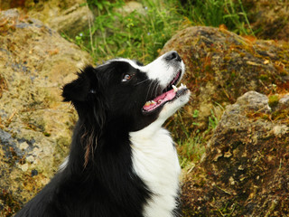  Border Collie dog