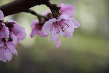 Macro shot of blooming in spring flowers of peach tree