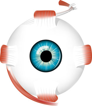 Anterior view of eye