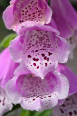 Closeup on the inside of pink and purple foxglove flowers