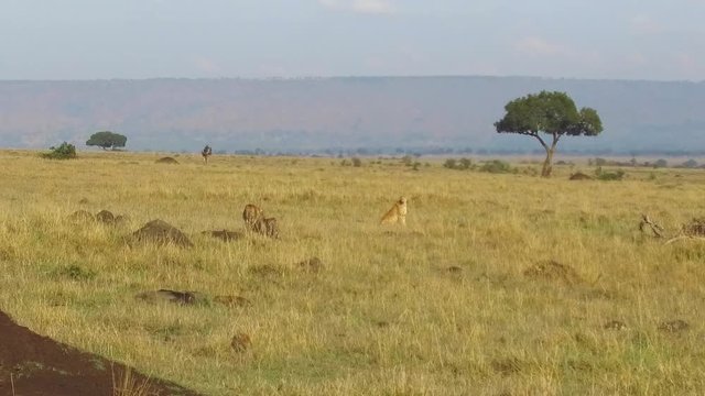 cheetahs hunting in savanna at africa