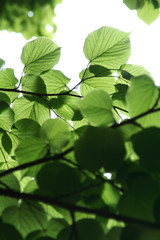 tree leaf
