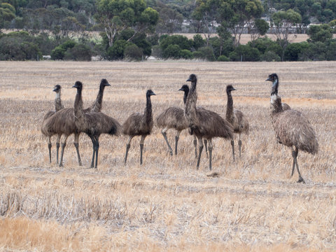 Family of emus on a farm in Australia