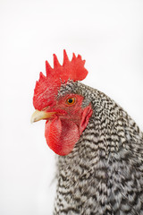 Close up of rooster isolated on a white background.