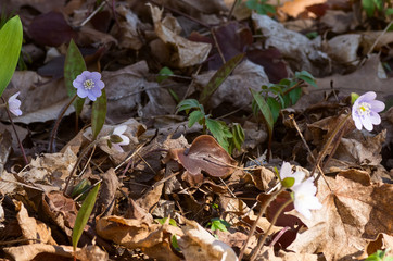 Hepatica wildflowers