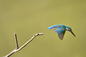 カワセミの飛び出し