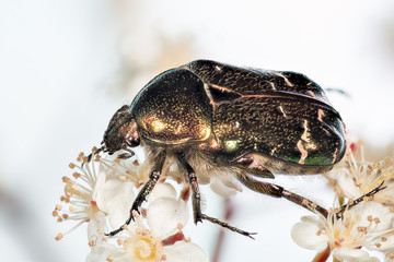 Focus Stacking - Beetle - Rose Chafer