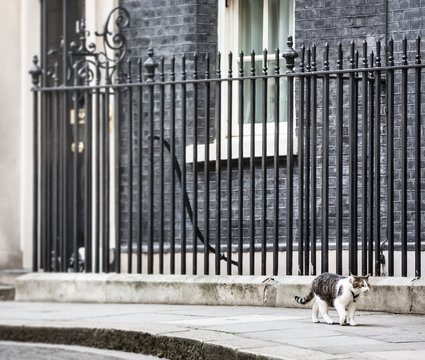 10 Downing Street Chief Mouser cat