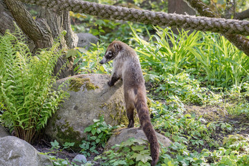 Nasua raccoon coati. Brown-nosed Coati in Prague. - obrazy, fototapety, plakaty