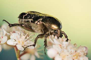 Focus Stacking - Beetle - Rose Chafer
