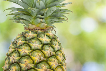 Fototapeta premium pineapple on green abstract background