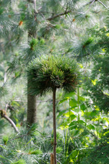 Obraz premium Pile of spruce
