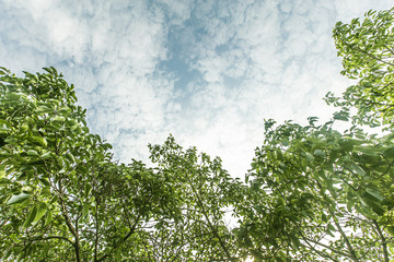 Residential district in summer