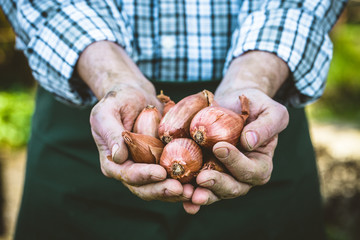 Farmer with onions