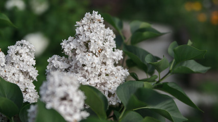 lilac bush