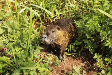 Nutria am Seeufer
