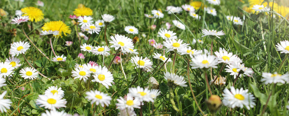Wiese mit Gänseblümchen und Löwenzahnblüten © fototheobald