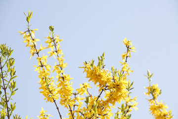 Forsythienblüte, Forsythienzweig, Forsythie