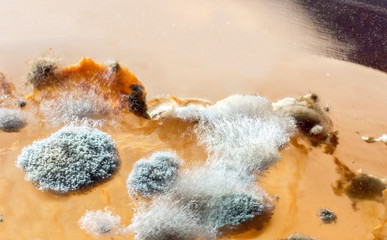 Mold on products
