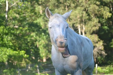 Horse yawning