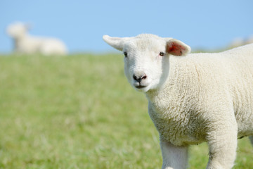 Sheep lamb standing on pasture and looking