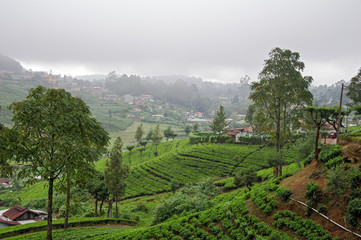 Tea cultivation in Nuwara Eliya