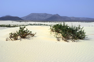 Spain, Canary Island, Fuerteventura, El Jable