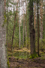 Bueauty of Bialowieza Forest