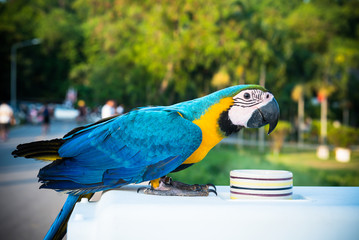 Parrot, lovely bird, animal and pet