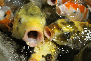  fish