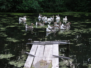  fish Geese on a pond
