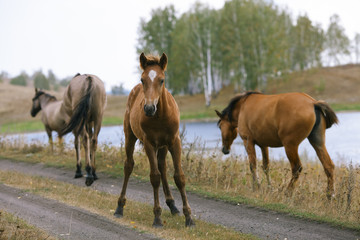 Obraz premium Foal surrounded by mature horses.