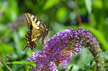 Schmetterling
