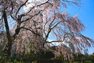 枝垂桜