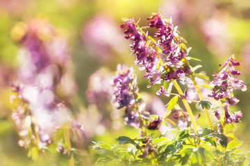 Spring sunny flowers Corydalis in a sun light natural beautiful spring soft background