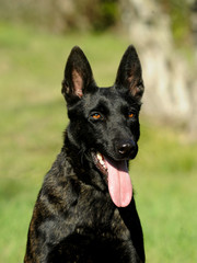 Dutch Shepherd Dog