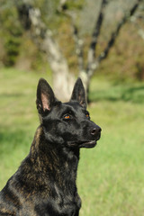 Dutch Shepherd Dog