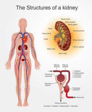 Structures of Kidney. part of human body. Anatomy Arts Vector graphic.