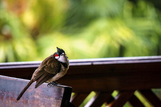 Persische Nachtigall auf Mauritius