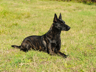 Dutch Shepherd Dog